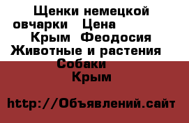 Щенки немецкой овчарки › Цена ­ 20 000 - Крым, Феодосия Животные и растения » Собаки   . Крым